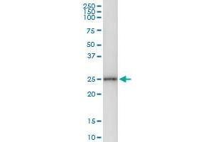 Immunoprecipitation of CNTF transfected lysate using anti-CNTF MaxPab rabbit polyclonal antibody and Protein A Magnetic Bead , and immunoblotted with CNTF purified MaxPab mouse polyclonal antibody (B01P) .