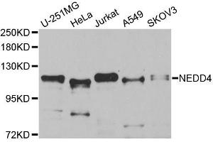 Western blot analysis of extracts of various cell lines, using NEDD4 antibody (ABIN5970204) at 1/1000 dilution. (NEDD4 anticorps)
