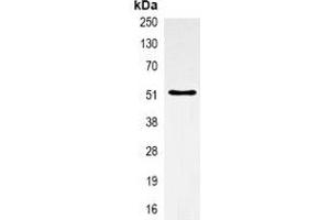 Immunoprecipitation of Alpha-tubulin from 0.