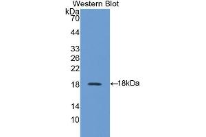Western Blotting (WB) image for anti-Family with Sequence Similarity 132, Member A (FAM132A) (AA 92-241) antibody (ABIN1858792) (FAM132A anticorps  (AA 92-241))