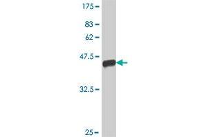 Western Blot detection against Immunogen (38.