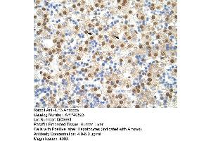 Rabbit Anti-ILF3 Antibody  Paraffin Embedded Tissue: Human Liver Cellular Data: Hepatocytes Antibody Concentration: 4. (Interleukin enhancer-binding factor 3 (ILF3) (N-Term) anticorps)