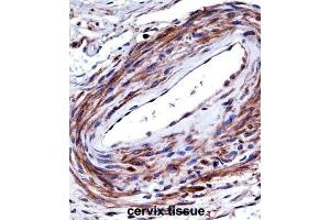 Immunohistochemistry (IHC) image for anti-Purinergic Receptor P2X, Ligand-Gated Ion Channel, 5 (P2RX5) antibody (ABIN2997707) (P2RX5 anticorps)