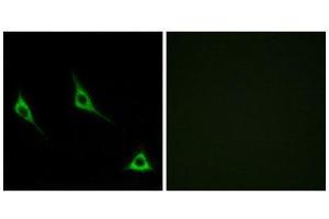Immunofluorescence (IF) image for anti-Olfactory Receptor, Family 51, Subfamily A, Member 7 (OR51A7) (C-Term) antibody (ABIN1853258) (OR51A7 anticorps  (C-Term))