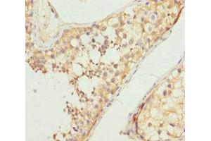 Immunohistochemistry of paraffin-embedded human testis tissue using ABIN7161255 at dilution of 1:100 (NCALD anticorps  (AA 1-193))
