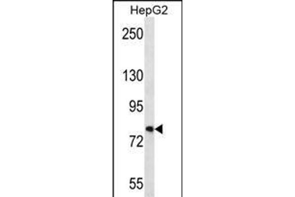 FNDC7 anticorps  (C-Term)