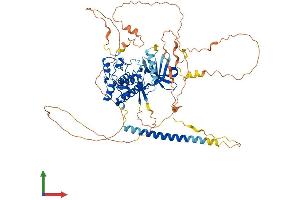 AlphaFold protein structure predicition of Human Recombinant WEE1 Protein, UniprotID P30291