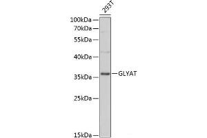 Western blot analysis of extracts of 293T cells using GLYAT Polyclonal Antibody at dilution of 1:3000. (GLYAT anticorps)