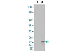 293 overexpressing FABP2 and probed with FABP2 polyclonal antibody  (mock transfection in first lane), tested by Origene. (FABP2 anticorps  (C-Term))