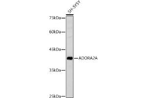 Western blot analysis of extracts of SH-SY5Y cells, using A antibody (ABIN3022193, ABIN3022194, ABIN3022195 and ABIN6218659) at 1:1000 dilution. (Adenosine A2a Receptor anticorps  (AA 100-200))