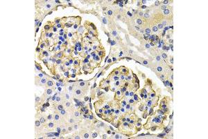Immunohistochemistry of paraffin-embedded rat kidney using KLKB1 antibody (ABIN1876506) at dilution of 1:200 (40x lens). (KLKB1 anticorps)
