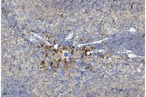 Immunohistochemical analysis of paraffin-embedded mouse spleen section using GREMLIN Antibody (C-term) (ABIN390078 and ABIN2840598).