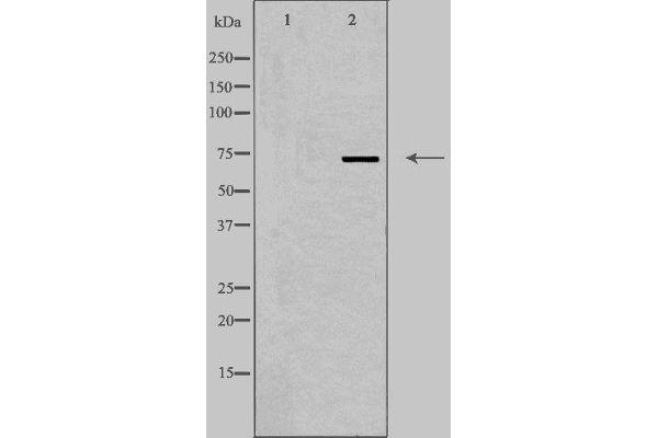 DDX51 anticorps  (C-Term)