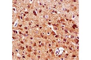 Gsk3b antibody immunohistochemistry analysis in formalin fixed and paraffin embedded mouse brain tissue.