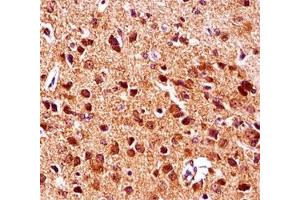 Gsk3b antibody immunohistochemistry analysis in formalin fixed and paraffin embedded mouse brain tissue. (GSK3 beta anticorps  (AA 30-59))