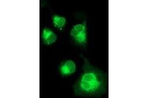 Immunofluorescence (IF) image for anti-Neuroplastin (NPTN) antibody (ABIN1499811) (NPTN anticorps)