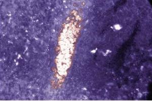 Immunofluorescence staining of rabbit spleen. (SMAD2 anticorps  (AA 27-172))