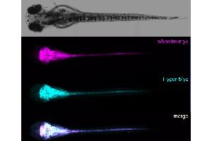 anti-Myc Tag (AA 408-439) antibody