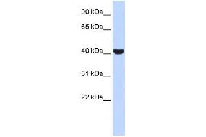 Western Blotting (WB) image for anti-Nuclear Receptor Subfamily 2, Group E, Member 1 (NR2E1) antibody (ABIN2457930) (NR2E1 anticorps)