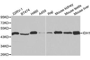Western blot analysis of extracts of various cell lines, using IDH1 antibody. (IDH1 anticorps)