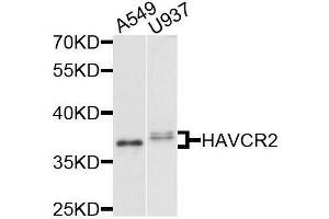 Western blot analysis of extracts of various cell lines, using HAVCR2 antibody. (TIM3 anticorps  (AA 22-202))