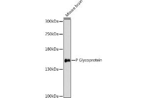 Western blot analysis of extracts of various cell lines, using P Glycoprotein antibody (ABIN7265733) at 1:3000 dilution. (ABCB1 anticorps  (AA 600-700))