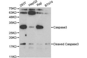 Western blot analysis of extracts of various cell lines, using CASP3 antibody. (Caspase 3 anticorps  (AA 55-160))