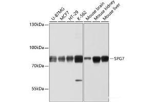 Western blot analysis of extracts of various cell lines using SPG7 Polyclonal Antibody at dilution of 1:1000. (SPG7 anticorps)