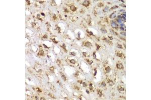 Immunohistochemistry of paraffin-embedded human esophagus using SGK1 antibody.