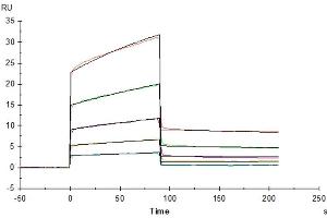 OKT3 captured on CM5 Chip via Protein A can bind Mouse Fc gamma RIII, His Tag with an affinity constant of 0.