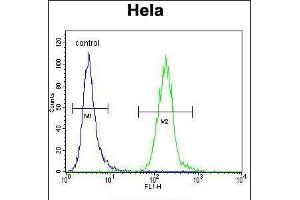 Flow cytometric analysis of Hela cells (right histogram) compared to a negative control cell (left histogram). (LDLRAD2 anticorps  (AA 132-160))