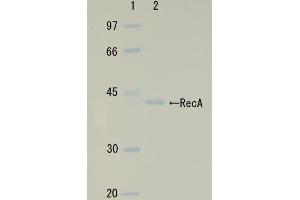 SDS-PAGE (SDS) image for RecA (Active) protein (ABIN2452179) (RecA (Active) Protéine)