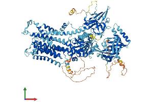 AlphaFold protein structure predicition of Human Recombinant ATP11B Protein, UniprotID Q9Y2G3