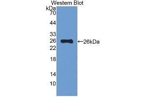 Western Blotting (WB) image for anti-Mucin 5 Subtype B (MUC5B) (AA 75-295) antibody (ABIN1077667) (MUC5B anticorps  (AA 75-295))
