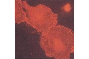 Human primary fibroblasts (MAb BB10, b3-Integrin) (Integrin beta 3 anticorps)