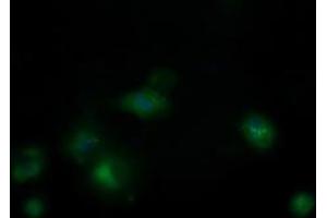 Image no. 6 for anti-Mitochondrial Ribosomal Protein S34 (MRPS34) antibody (ABIN1499565) (MRPS34 anticorps)