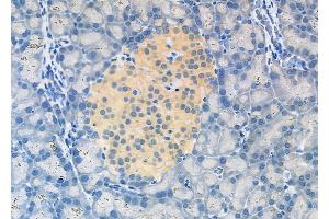 ABIN6262602 and ABIN6278905 at 1/100 staining Rat pancreatic tissue by IHC-P. (INSL5 anticorps  (Internal Region))