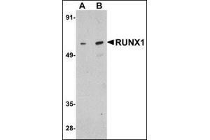 Western blot analysis of RUNX1 in Raji cell lysate with this product at (A) 1 and (B) 2 μg/ml. (RUNX1 anticorps  (Center))