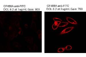 Immunofluorescence Microscopy of Mouse Anti-Fluorescein antibody. (Fluorescein anticorps)