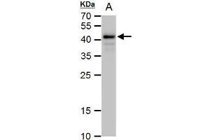 WB Image Oct4 antibody detects Oct4 protein by western blot analysis. (OCT4 anticorps)