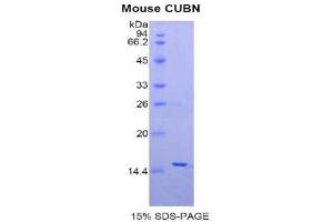 SDS-PAGE (SDS) image for Cubilin (Intrinsic Factor-Cobalamin Receptor) (CUBN) (AA 3511-3623) protein (His tag) (ABIN1877552)