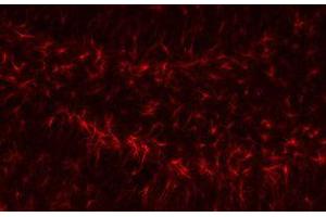 Immunofluorescence (IF) image for anti-Glial Fibrillary Acidic Protein (GFAP) (C-Term) antibody (ABIN3020751)