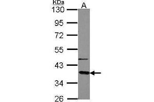 WB Image Sample (30 ug of whole cell lysate) A: A549 10% SDS PAGE antibody diluted at 1:5000