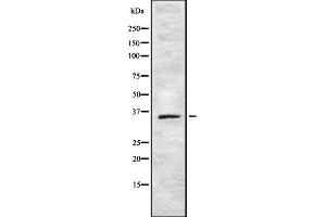 Western blot analysis of TAS2R42 using 293 whole cell lysates (TAS2R42 anticorps)