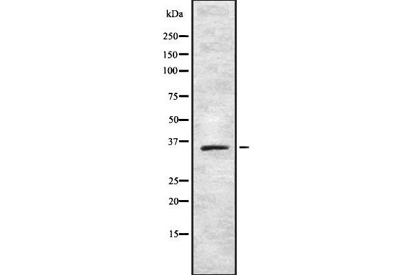 TAS2R42 anticorps