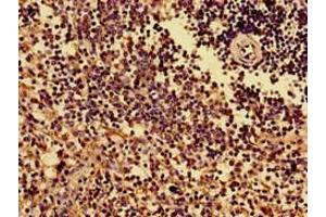 Immunohistochemistry of paraffin-embedded human spleen tissue using ABIN7155621 at dilution of 1:100 (HLA-B anticorps  (AA 25-308))