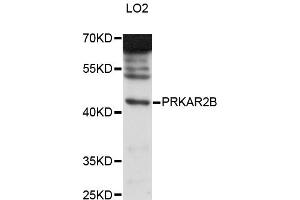 Western blot analysis of extracts of LO2 cells, using PRKAR2B antibody (ABIN6291856) at 1:3000 dilution. (PRKAR2B anticorps)
