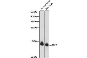 Western blot analysis of extracts of various cell lines using RBP7 Polyclonal Antibody at dilution of 1:1000. (RBP7 anticorps)