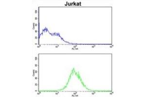 anti-Cell Division Cycle Associated 3 (CDCA3) antibody