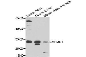 Western blot analysis of extracts of various cell lines, using MEMO1 antibody (ABIN5995855) at 1/1000 dilution. (MEMO1 anticorps)